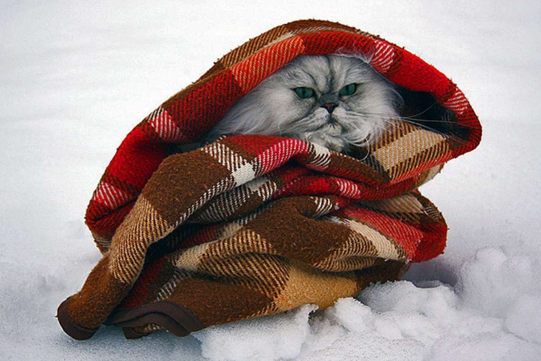 Кот в шарфе зима снег уют